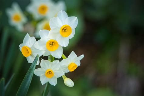 水仙 意味|水仙の花言葉と由来 ギリシャ神話とナルキッソスの。